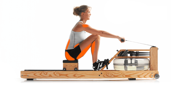 rowing muscle grouops